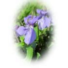 SWEET VIOLET seeds (viola odorata) from Wildflowers UK.