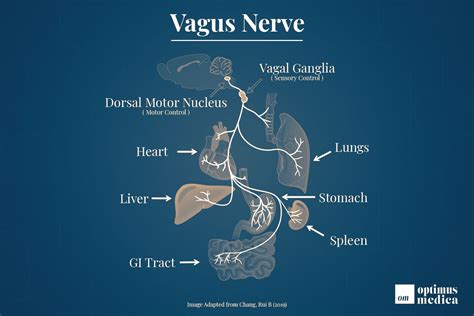 Vagus Nerve Anatomy Gross Anatomy Microscopic Anatomy Natural | Images and Photos finder