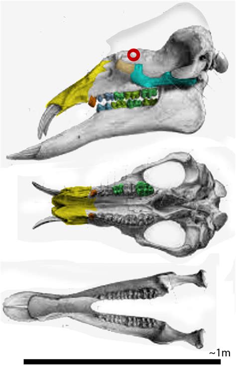 Deinotherium, Gomphotherium and Paleomastodon