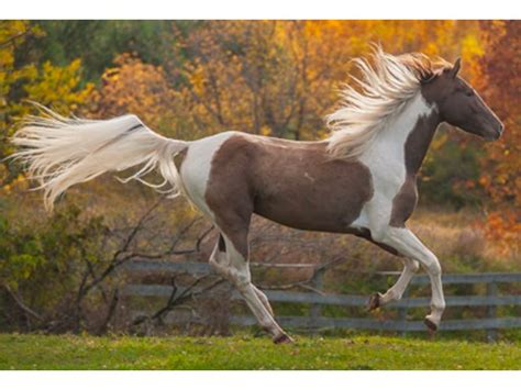 Kentucky Mountain Saddle Horse: Discover The Majestic Breed