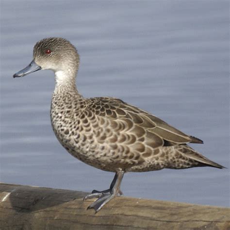 Grey Teal - Canberra Birds