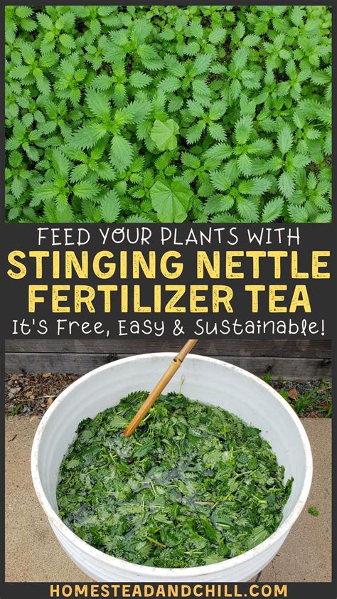 How to Make Stinging Nettle Fertilizer Tea to Feed Plants ~ Homestead ...