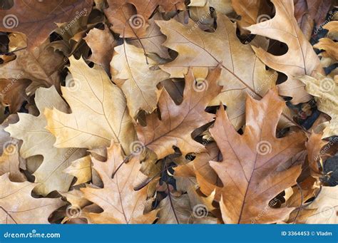 Brown Leaves Background Stock Photos - Image: 3364453