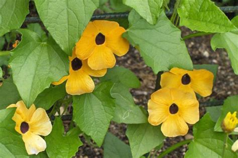 Thunbergia alata Yellow Flower Seeds | Etsy