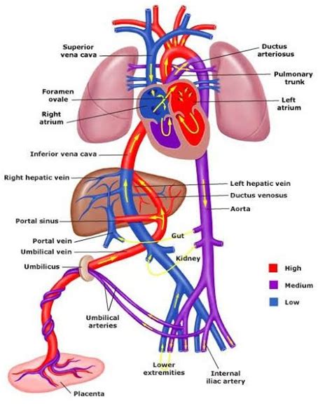 The process of fetal circulation link👇 | Diagnostic medical sonography ...