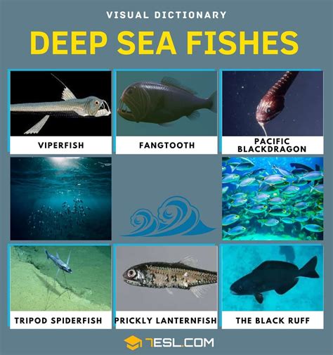 Deep Sea Fish | List of Fish that Live in the Deep Sea with Pictures • 7ESL | Deep sea, Sea fish ...