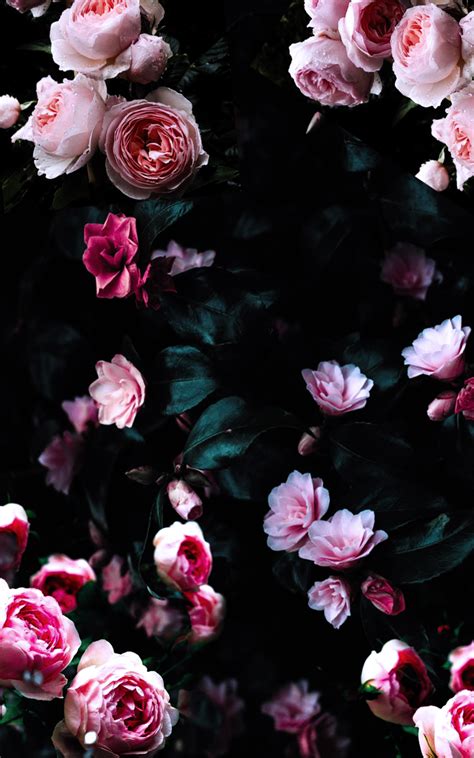 Dark Floral Wallpapers - Top Free Dark Floral Backgrounds - WallpaperAccess