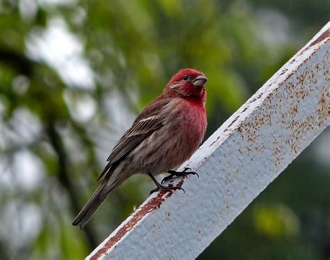 A.W.Birder: Always on the lookout for fine birds...: Ohio Bird Photos