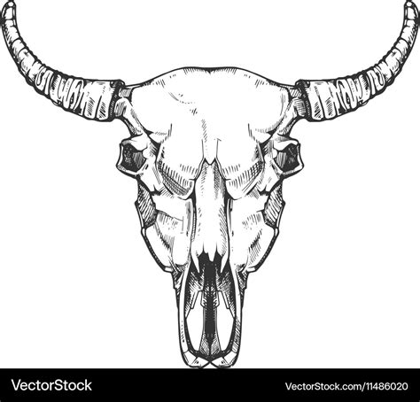 Vintage buffalo skull sketch bull animal Vector Image