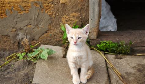 5 Best Barn Cat Breeds - Farmhouse Guide