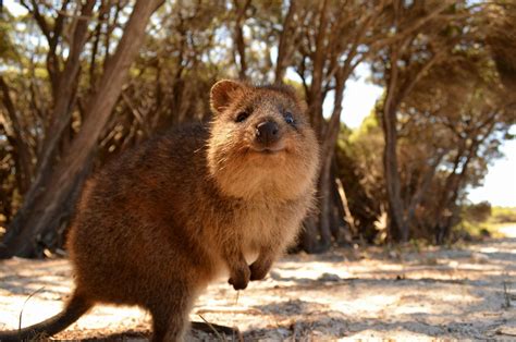 Brown mouse, animals, Australia, quokka HD wallpaper | Wallpaper Flare