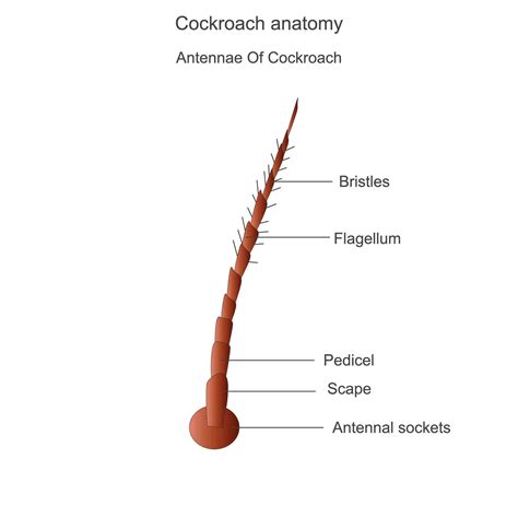 Cockroach anatomy, antennae parts. Biological illustration. Labelled ...