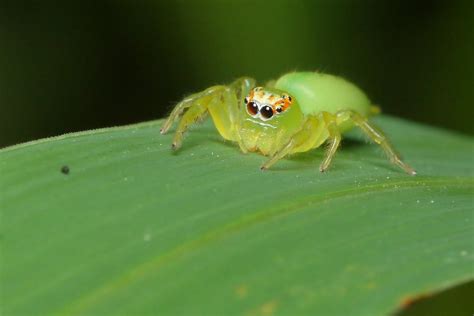 green jumping spider by troypiggo on DeviantArt