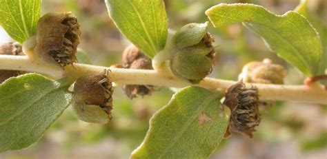 Marsh-Elder (Iva) Genus Level details and Allergy Info | Pollen.com