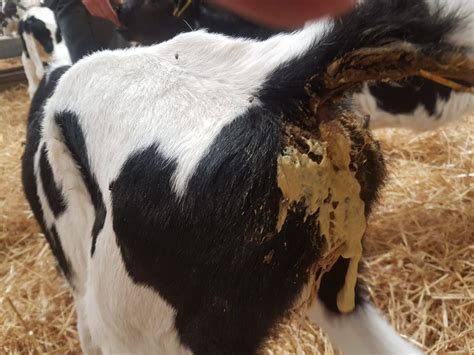 CALF SCOURS & Misconceptions – DairyTech Nutrition