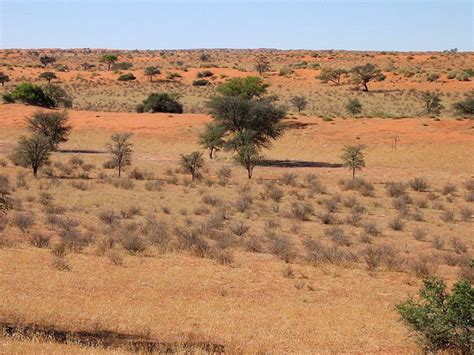 Kalahari Desert Plants - Kalahari Desert