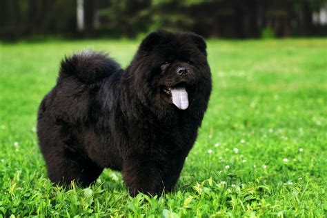 26 of the Fluffiest Dog Breeds - Greenfield Puppies