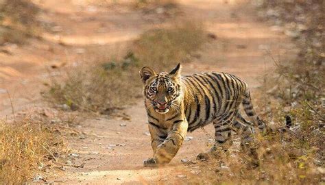 Top 5 Wildlife Sanctuaries Near Nagpur That One Should Visit In 2023!