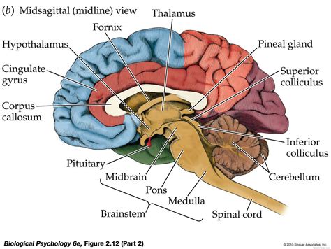 Uncategorized – Anatomy & Physiology Final Project