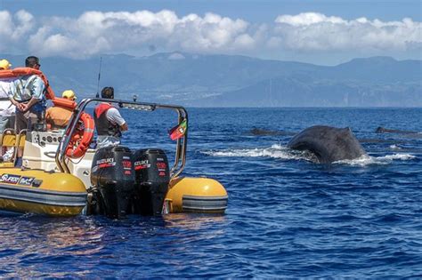 Amazing experience!! - Azores Whale Watching TERRA AZUL, Vila Franca do Campo Traveller Reviews ...