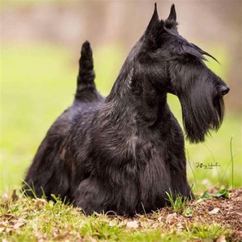 Scottish Terrier grooming, bathing and care | Espree