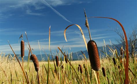 Incredible, edible cattails – Naturally North Idaho