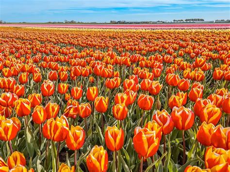 9 Things to Know When Visiting the Tulip Fields in the Netherlands ...