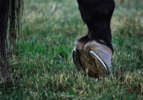 What Causes Laminitis in Horses? | Avonvale Equine Vets Blog