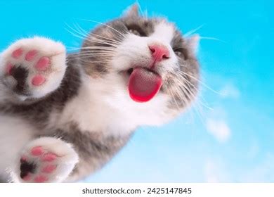 Funny Confused Cute Cat Reaction Stock Photo 2425147845 | Shutterstock