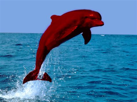 What is this red dolphin toy? - Page 3 - Toy Identification ...