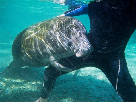 9 Pictures That Prove Manatees Are The Ocean's Cutest Creature