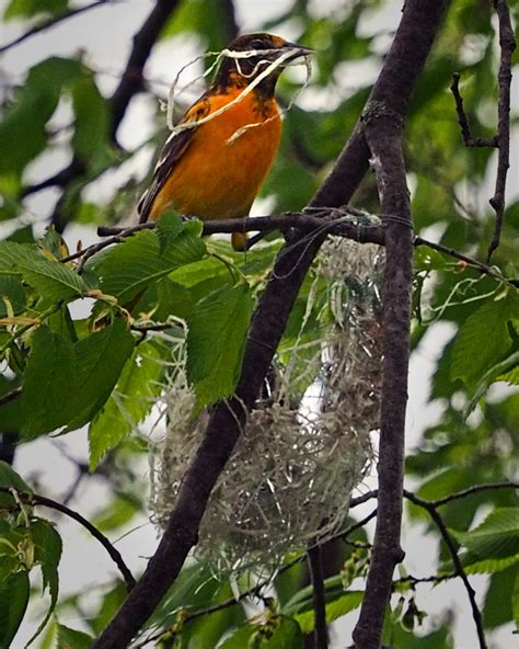 Nid d'Oriole du Nord / Northern Oriole nest photo - PiJoly photos at pbase.com