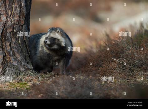 Raccoon dog / Marderhund ( Nyctereutes procyonoides ), secretive behavior, hidden behind a tree ...