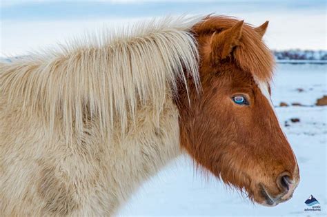 The Icelandic Horse: Why it's Unique? | Arctic Adventures