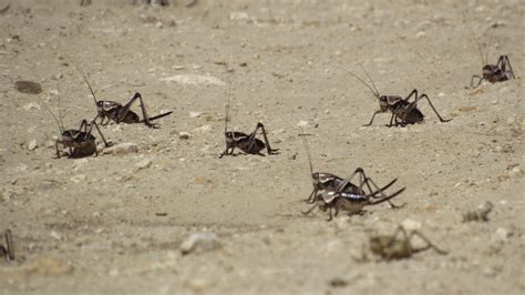 Swarms of Mormon crickets plague Nevada and Idaho - Boing Boing