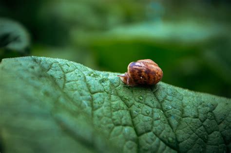 Garden Snail on Behance