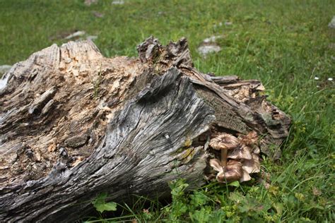 Elm Oyster Mushroom: Cultivation, Benefits, and Recipes - Minneopa Orchards