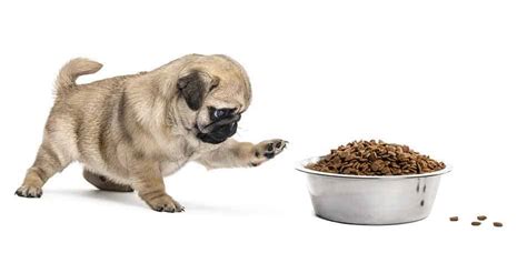 What Is A Pugs Favorite Food