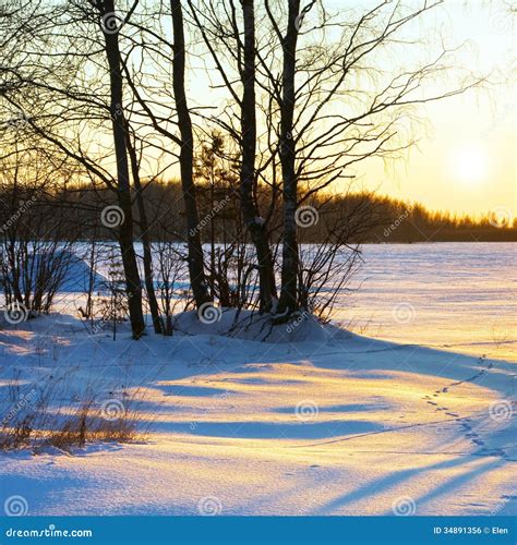 Winter sunset stock photo. Image of forest, snowy, freeze - 34891356