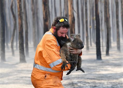 Photos: Animals Rescued From Australia’s Bushfires - The Atlantic