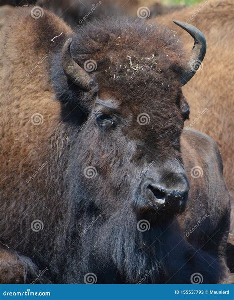 Bison are Large, Even-toed Ungulates Stock Image - Image of bonasus ...