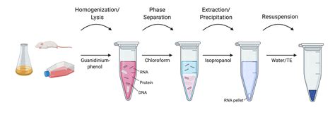 RNA Extraction Without a Kit