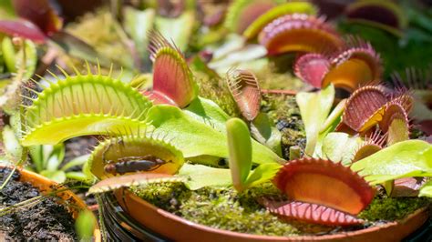 Insectivorous Plants With Names