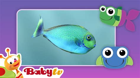 Fish 🐠 | Kids & Pets | BabyTV - YouTube