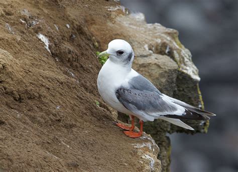 Bird of the Week – Red-legged Kittiwake : The Mudflats | Interesting Things From The Upper Left ...