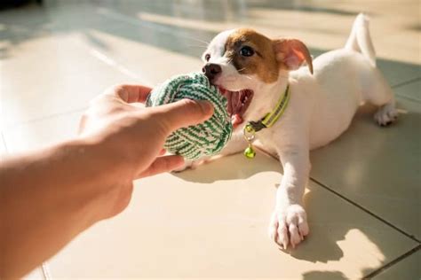 The 25 Best Cheap Dog Toys of 2020 - Pet Life Today