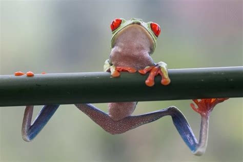 Beautiful macro photos of frog by Nicolas-Reusens | 99inspiration