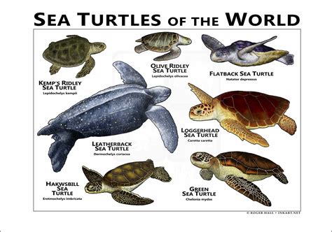 Sea Turtles All Different Types