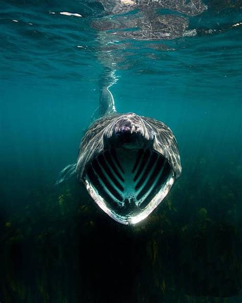 Basking shark – the second largest fish | DinoAnimals.com