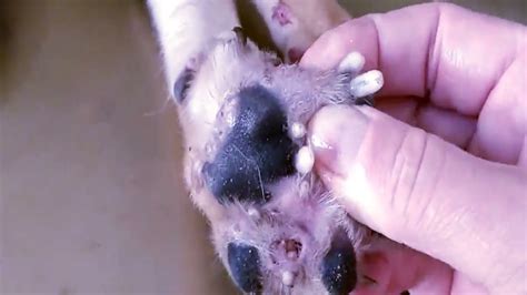 Removing Monster Mango worms From Helpless Dog ! Animal Rescue Video 2021 | Mango worms in dogs ...